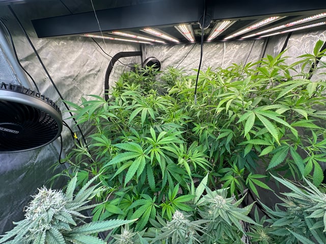 Hippo High #5 + #6 — flower, day 1