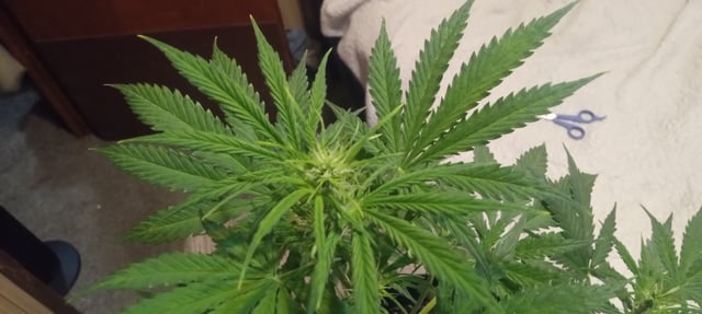 frst grow tent grow — vegetative, day 44