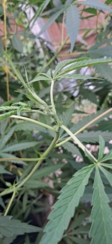 1st grow (green house)(natural) — vegetative, day 65