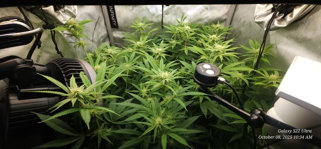 Guava Mints — flower, day 11