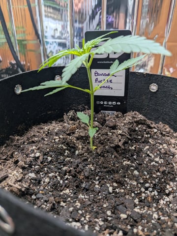 Mendo Frost / Gorilla Cookie / Banana Purple Punch 