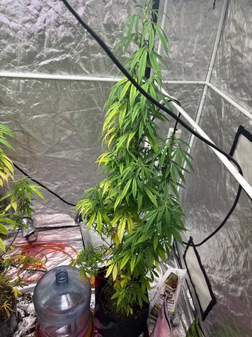 two clones and sour diesel  — flower, day 36