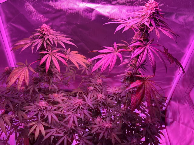 unknown strain 1st grow — flower, day 103