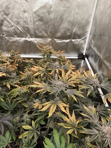 OG Kush  — harvest, day 102