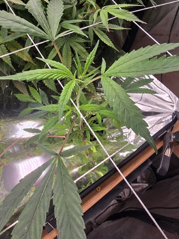 Platnium Jelly — done, day 146