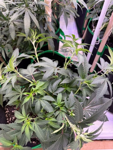 Indoor Grow  — vegetative, day 140