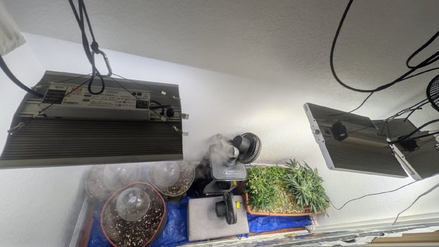 August Grow — seedling_rooting, day 1