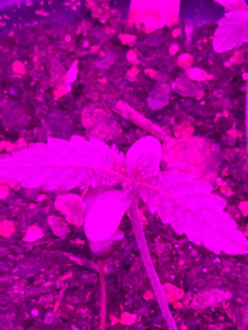 new start — seedling_rooting, day 1