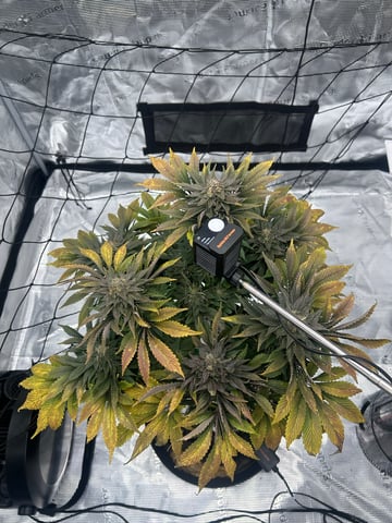 2025-26 harvest INDOOR — flower, day 145