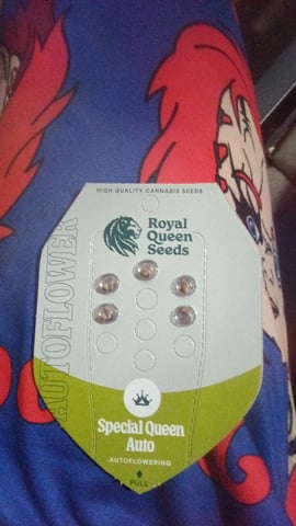 Queen Royal Autoflower  — grow_setup, day 2
