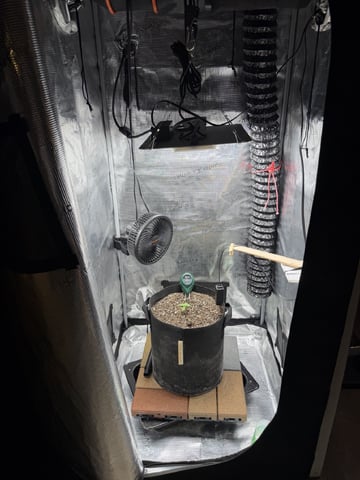 Gorilla Cookies 2nd Try — seedling_rooting, day 17