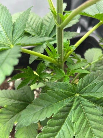 Stardust OG  — vegetative, day 25