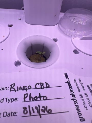 Inside Mother Plants — seedling_rooting, day 8