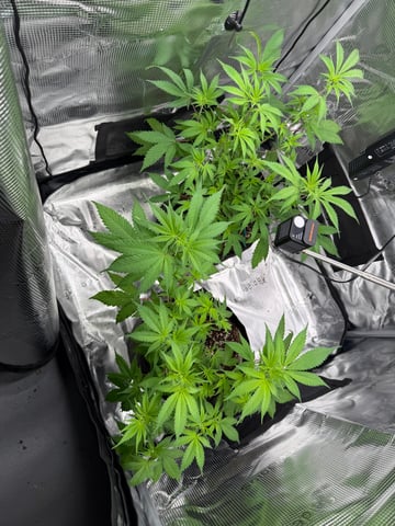  Trying to go big — flower, day 75