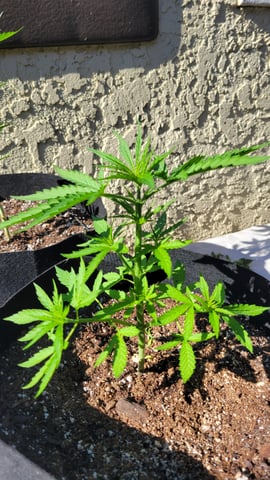 purple Kush, and Extra Large Kush — vegetative, day 20