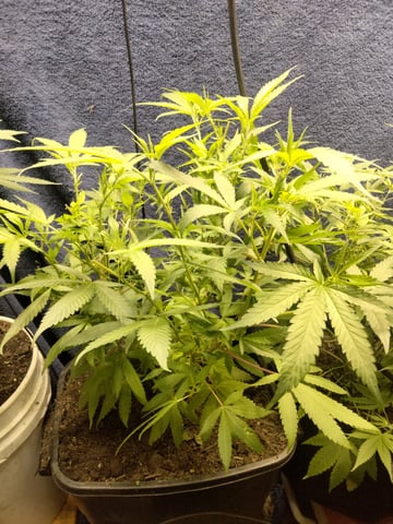 jay seaton  — vegetative, day 7