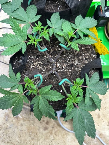 Gelly Mama and Sugar Tree — vegetative, day 57