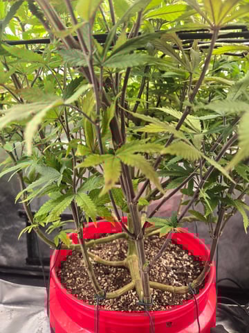 First Grow — vegetative, day 55