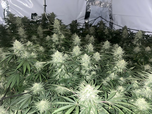 zunami s1 grounded genetics  — flower, day 71