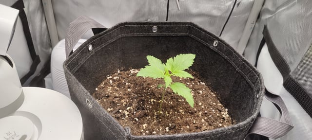 Auto OG Cush — seedling_rooting, day 11