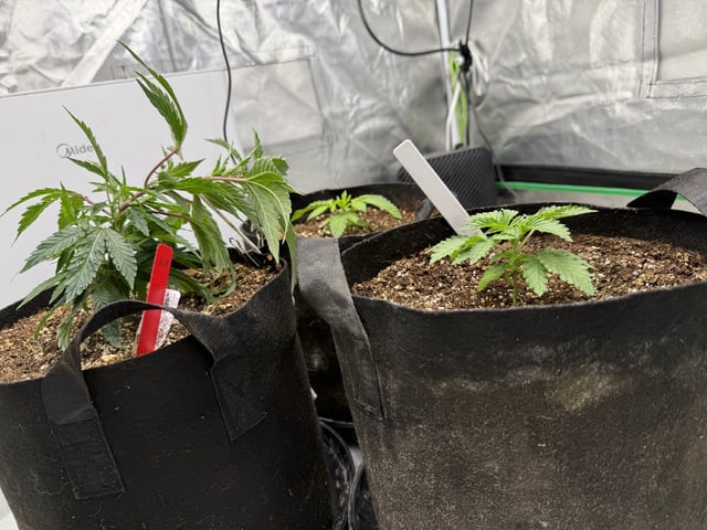 Late Season Start  — vegetative, day 22
