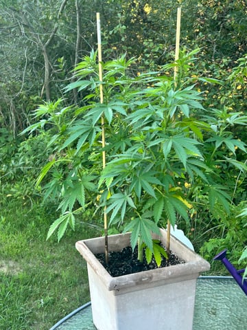 White Widow Twins — flower, day 60