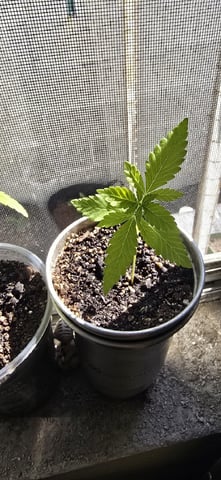 CzechsMex 2.0 — vegetative, day 26