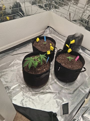 Seedman mix auto & seedman mix auto & GodFather OG — vegetative, day 23