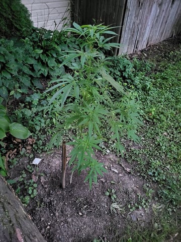 Bread — vegetative, day 24