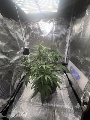 Indoor — vegetative, day 37