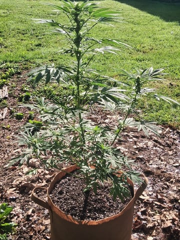 First Indoor Grow  — flower, day 79