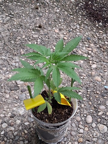 My First Grow — vegetative, day 53