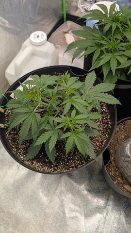 Mixed Grow — grow_setup, day 35