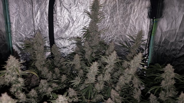 Perpetual Autoflower Mixed Grow #3 — flower, day 75