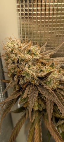 Perpetual Garden — flower, day 40