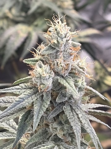 Humboldt, Hella Jelly. Jelly Donut  — flower, day 88