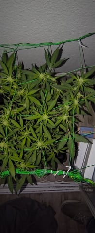 pineapple Express  — flower, day 1