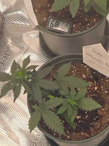 Fast Buds - Purp Lemonade — flower, day 26