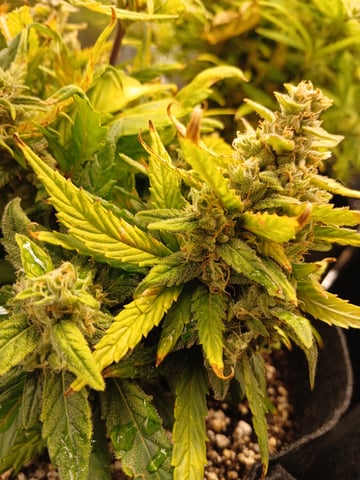 Auto Mystery 4  — flower, day 25