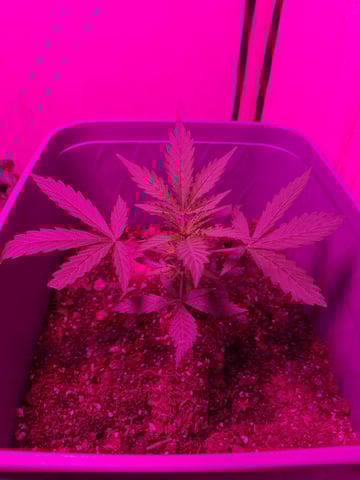 critical Mass  — vegetative, day 30
