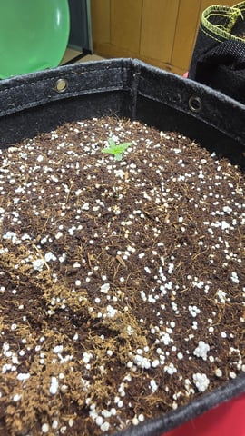 Grow #2 Thank You to All that helped guide me, offered advice, gave insight, or complimented progress. Now to apply some of what I learned the first go-round.  — seedling_rooting, day 5