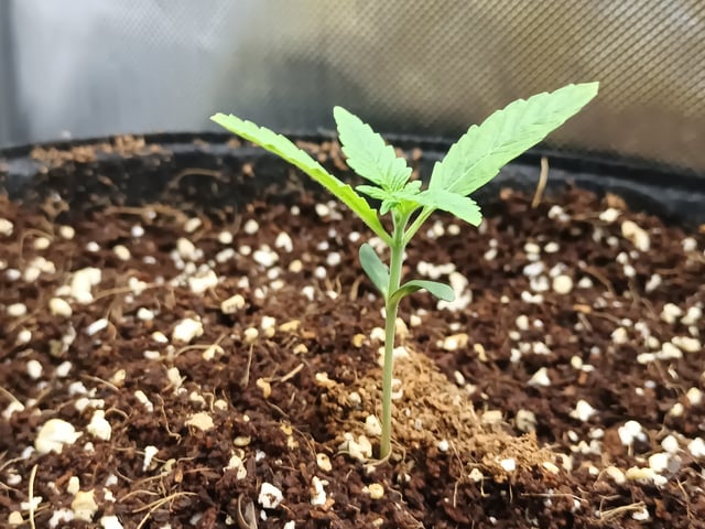 Last girls got kicked. — seedling_rooting, day 8