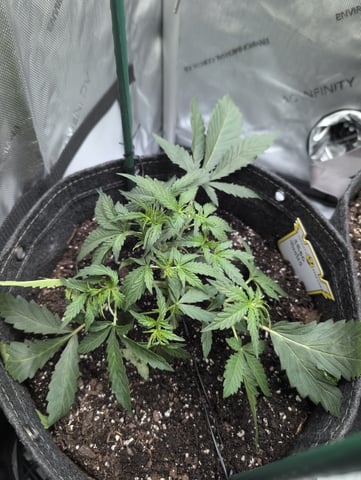 memphisto 3 bears OG, ethos high note r1 — vegetative, day 24