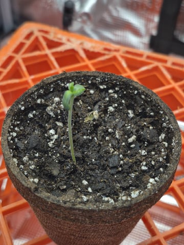 Grow 1 2026 Dream Widow — seedling_rooting, day 7
