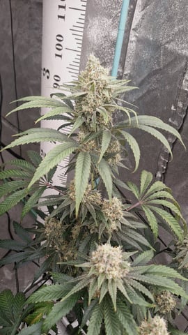 Experimental DIY Run — flower, day 21