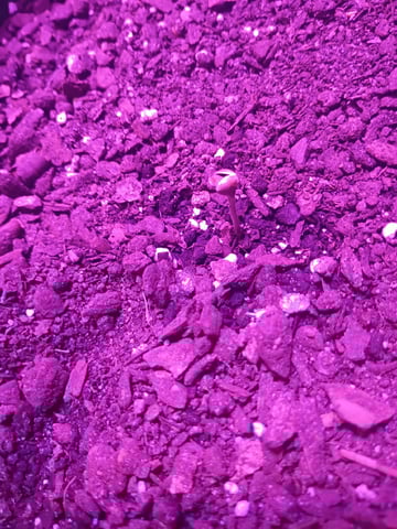 First autos  — seedling_rooting, day 23