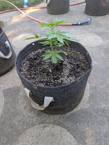 Gorilla Cookies Auto — vegetative, day 30