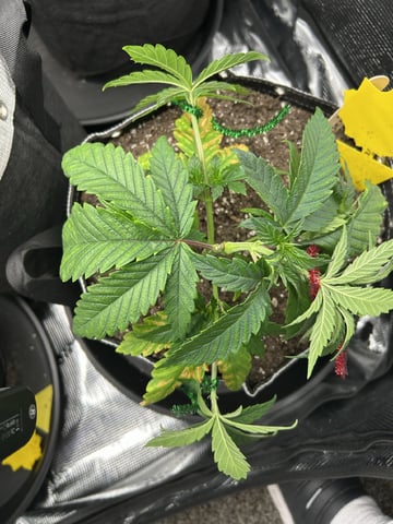 First Grow.. How am I doing? — vegetative, day 37