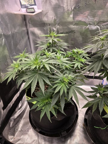  1 Blue Zushi x Venom & 1 Jack Here x Strawberry Cookies OG — flower, day 45