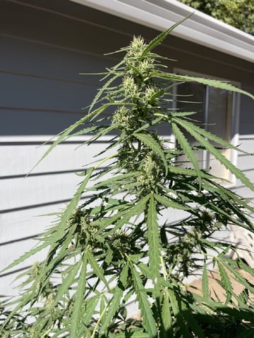  Apollo outdoor — flower, day 56